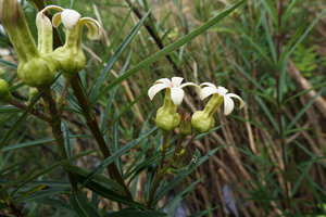 Telectadium dongnaiense, terminal inflorescences, Ben Cu rapids, Dong Nai river, Cat Tien NP, Vietnam
