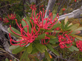 Telopea truncata, flower close-up, Cradle Mountain, Tasmania