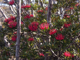 Telopea truncata in full bloom, Mount Wellington, Tasmania