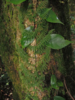 Teratophyllum aculeatum, juvenile climbing stage with appressed shingle fronds, Fraser&#039;s Hill, Malaysia