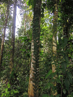 Arthrobotrya (syn. Teratophyllum) articulata, appressed thigmotropic fronds (bathyphylls) of the climbing phase, Karawari, Sepik, Papua New Guinea