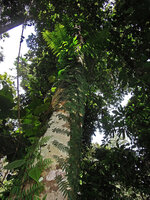Arthrobotrya (syn. Teratophyllum) articulata, appressed thigmotropic fronds of the climbing sterile phase (bathyphylls) and fertile large fronds (acrophylls) expanding perpendicularly to the trunk support, Karawari, Sepik, Papua New Guinea