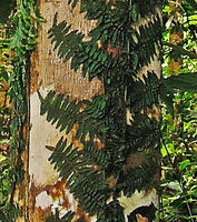 Arthrobotrya (syn. Teratophyllum) articulata, tightly appressed thigmotropic fronds (bathyphylls) of the sterile climbing phase along a tree trunk, Karawari, Sepik, Papua New Guinea
