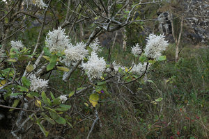 Tetradenia riparia, flowering branches, Zomba, Malawi