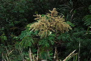 Tetrapanax papyrifer, Wulin, Taiwan