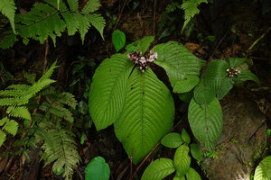 Tetraphyllum roseum, flowering individuals on vertical earth bank, Khao Sok NP, Thailand