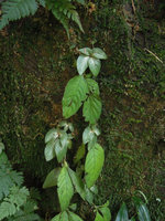 Tetraphyllum roseum individuals on a vertical earth slope, successive seasonal rosettes, Huay Toh waterfall, Krabi, Thailand