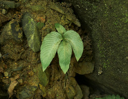 Tetraphyllum roseum,leaves growing at the transition between dry and monsoon season, at the end of March, Krabi, Thailand