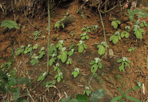 Tetraphyllum roseum, population at the transition between monsoon and dry season, old decaying rosettes and new resting ones emerging from the base, Khao Sok NP, Thailand