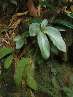 Tetraphyllum roseum, two individuals with drying fruiting stem and new stem with leaves protected by dense refringent hairs during the dry season, Huay Toh, Krabi, Thailand