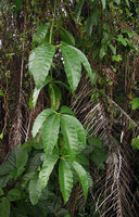 Tetrastigma leucostaphylum