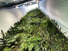 The 14 years old vertical garden in a narrow very tall patio, Istanbul, Sept. 2021