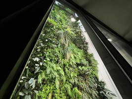The 14 years old vertical garden in the narrow tall patio through the house glass wall, Istanbul, Sept. 2021