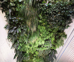 The 14 years old vertical garden seen from the top, Istanbul