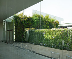 The Green Bridge and Asagao Morning Glories for the Sunset Sunrise Ark exhibition with Hibino, Kanazawa Museum, Japan, Sept. 2012