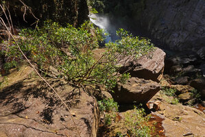 The large Memecylon rivulare and the small Justicia hookeriana, two similar characteristic rheophytic much branched shrubs with narrow shiny leaves, Manna Kathi Falls, Kitulgala, Sri Lanka