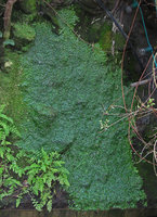 The Liverwort Conocephalum conicum after 20 years of growth on an old Patrick Blanc Vertical Garden now maintained by his sister Corine, Paris