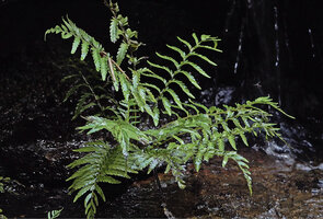 Thelypteris calcarata as a rheophyte on  rock near a small waterfall, Makandawa, Kitulgala, Sri Lanka