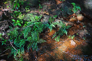 Thelypteris calcarata as rheophyte in a forest stream, Makandawa, Kitulgala, Sri Lanka