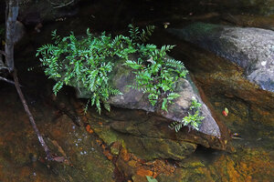 Thelypteris calcarata, population on a rocks emerging of a fast flowing forest stream, Sinharaja, Sri Lanka