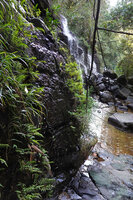 Thelypteris calcarata population on a seeping vertical rock face near a waterfall, Makandawa, Kitulgala, Sri Lanka