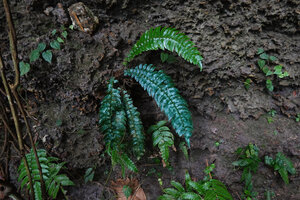 Cyclopeltis cf. presliana on a shaded vertical karst cliff base, the older fronds becoming slightly blue iridescent, Wasia, Seram, Moluccas