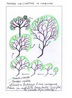Theoretical tree crown construction through progressive downwards death of central and weak shoots and branches, leading to progressive zigzagging main branch bifurcations, by Patrick Blanc, 1992