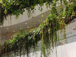 The Rainforest Chandelier, pink long hanging roots of Cissus sicyoides, EmQuartier, Bangkok