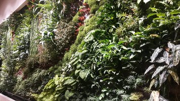 The Work Project, Vertical Garden plant species diversity, Midtown Soundwill Plaza, Hong Kong