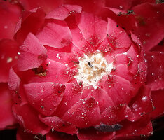 Thonningia sanguinea, central male inflorescence protected by the bright red pink bracts, the pollen partly released and covering the bracts, Ebodje, Campo, Cameroon
