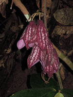 Thottea grandiflora, flowers, Selangor, Malaysia