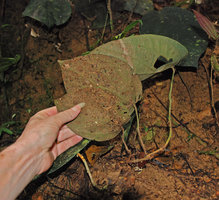 Thottea sp., maybe a new species, creeping stems and leaves undrsurface,  Ulu Temburong, Brunei