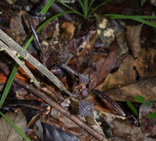 Thottea sp., basal inflorescences with flower buds and maturing capsules, Bukit Bilit, Kinabatangan, Sabah, Borneo