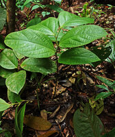 Thottea sp., each erect stem producing usually only five foliage leaves,  Bukit Bilit, Kinabatangan, Sabah, Borneo