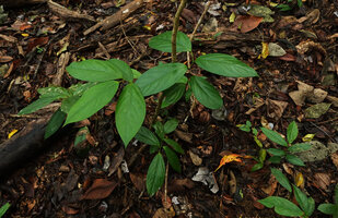 Thottea sp. leafy stems, Bukit Bilit, Kinabatangan, Sabah, Borneo