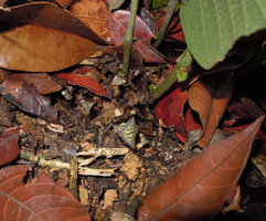 Thottea terengganuensis, flower bud at the base of the leafy stem, tasik Kenyir, Malaysia