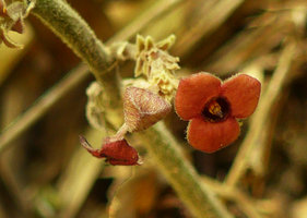 Thottea tomentosa, basal axillary inflorescences, Pak Chom, Loei, Thailand