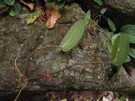 Thottea tomentosa, flowering individual, Trengganu, Malaysia