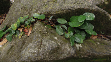 Thottea tomentosa in a rock fissure, Trengganu, Malaysia