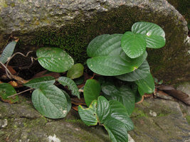 Thottea tomentosa, leaf detail, Trengganu, Malaysia