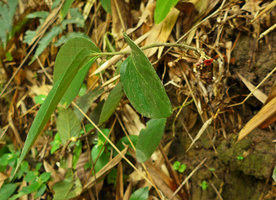 Thottea tomentosa on a vertical earth bank, leaves and basal axillary inflorescences, Pak Chom, Loei, Thailand