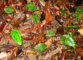 Thottea tomentosa, one leaved individuals, Mt Harriet NP, Andaman Islands