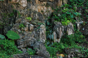 Three Araceae species on one cliff, Colocasia gigantea, Alocasia longiloba and Alocasia macrorrhizos, Batu Caves, Selangor, Malaysia