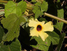Thunbergia alata flowering in its native habitat, Zomba, Malawi
