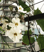 Thunbergia grandiflora &#039;Alba&#039;  at Le Nouvel, Kuala Lumpur