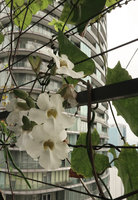Thunbergia grandiflora Alba at Le Nouvel, Kuala Lumpur, Aug. 2018