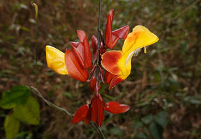 Thunbergia mysorensis, Brahmagiri, Inde