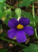 Thunbergia petersiana flower, Sonjo waterfall, Udzungwa NP, Tanzania