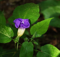 Thunbergia petersiana, withering flower, Sonjo waterfall, Udzungwa NP, Tanzania
