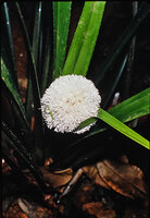 Thurnia spaerocephala, inflorescence emerging from the base of the leaf rosette, Montsinery, French Guyana